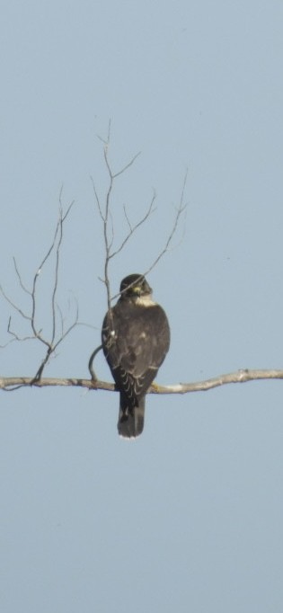 Merlin - ML623954866