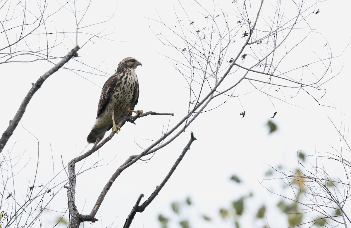 Red-shouldered Hawk - ML623954880