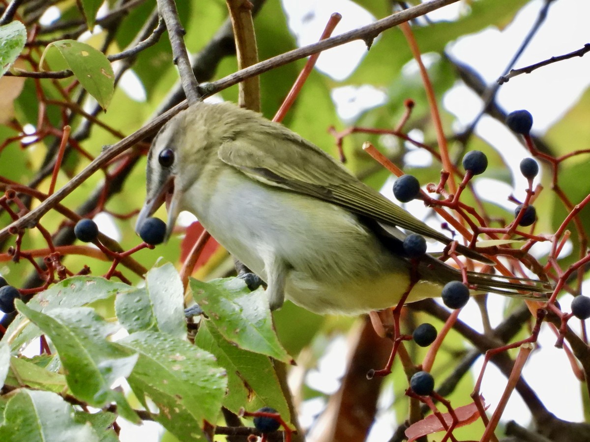 rødøyevireo - ML623954888