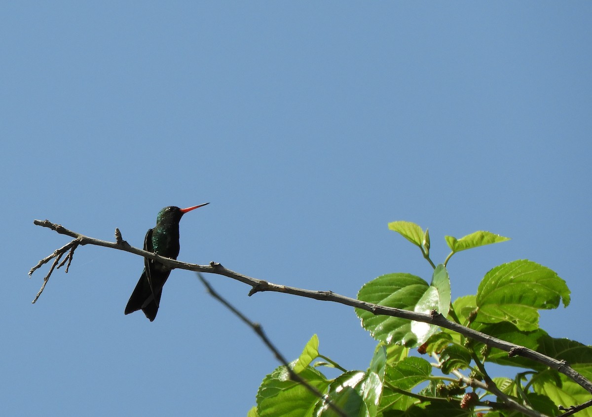 Glittering-bellied Emerald - ML623954893