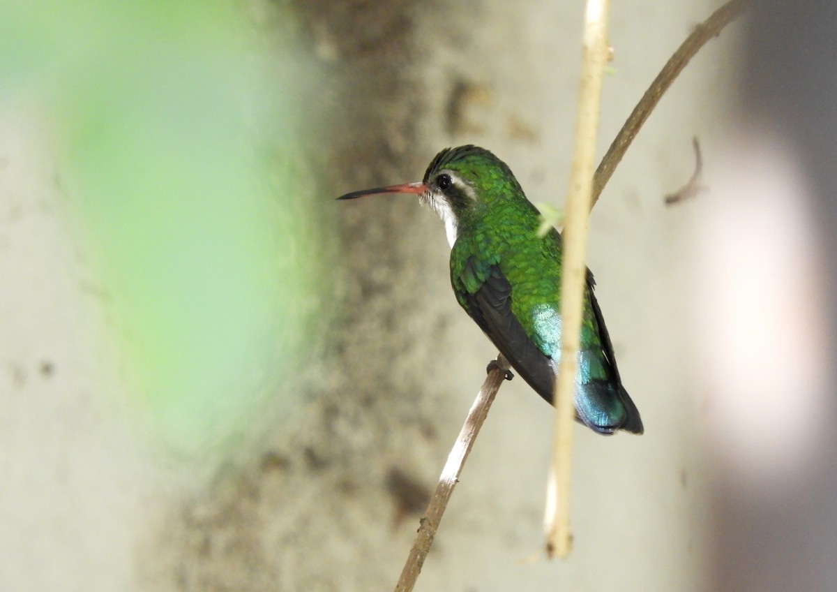 Glittering-bellied Emerald - Pablo Hernan Capovilla