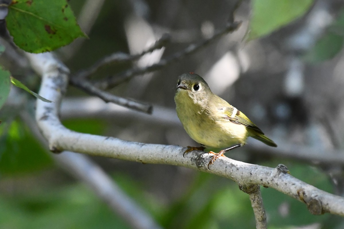 Ruby-crowned Kinglet - Garry Waldram