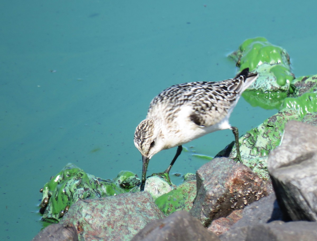 Bécasseau sanderling - ML623954913