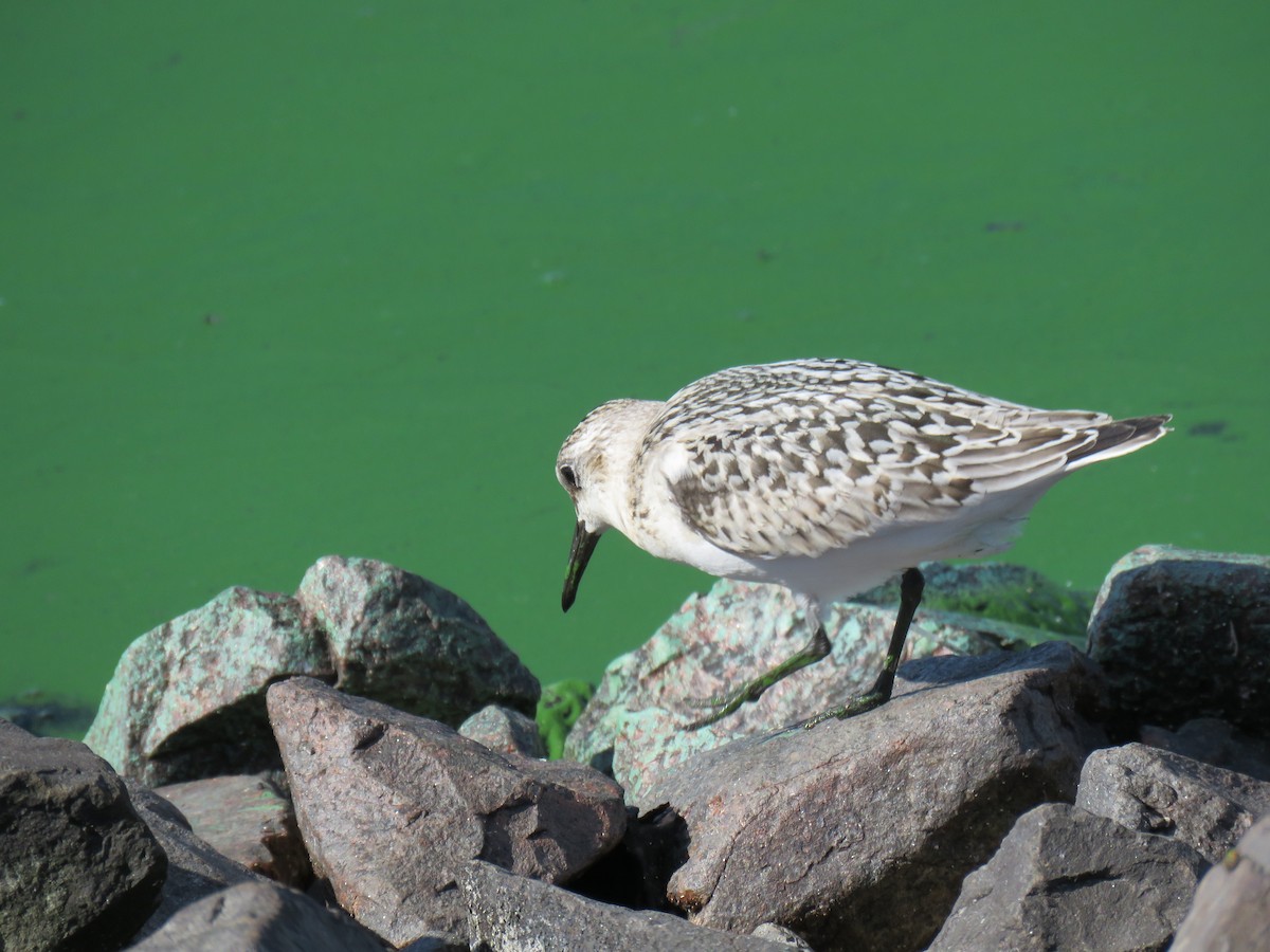 Bécasseau sanderling - ML623954914