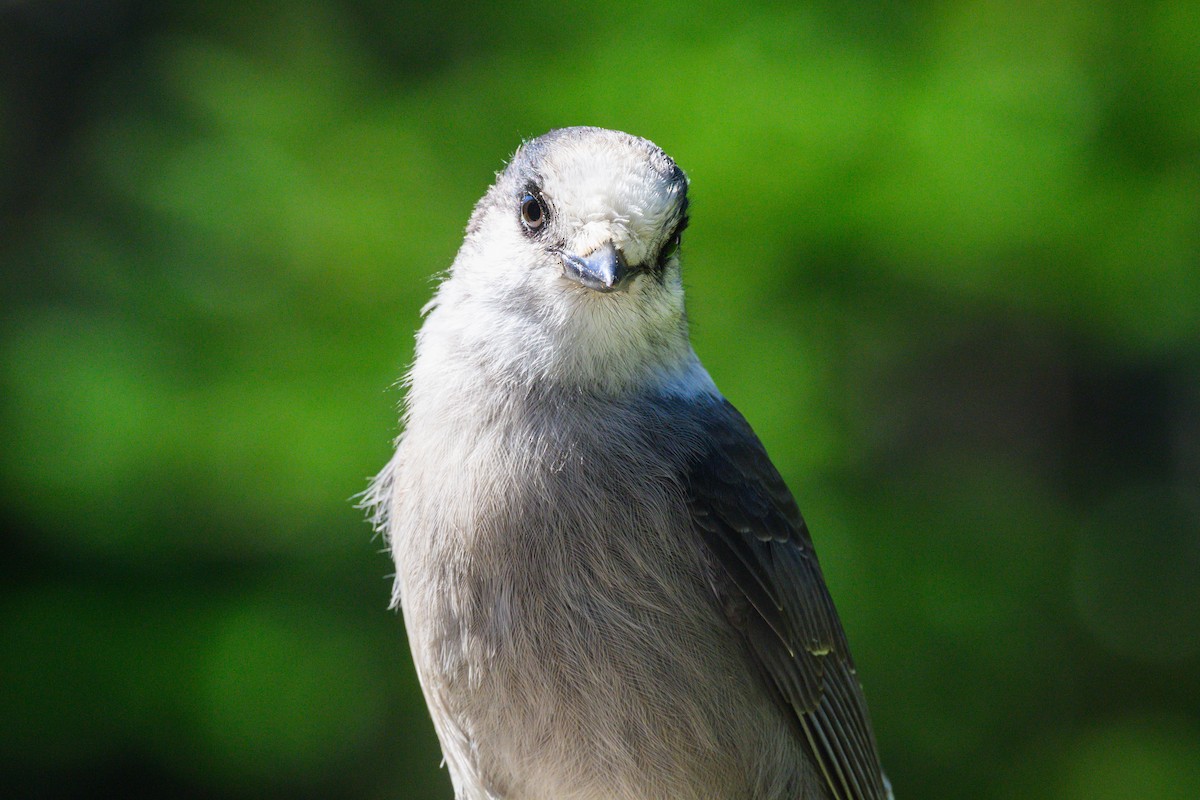 Canada Jay - ML623954923