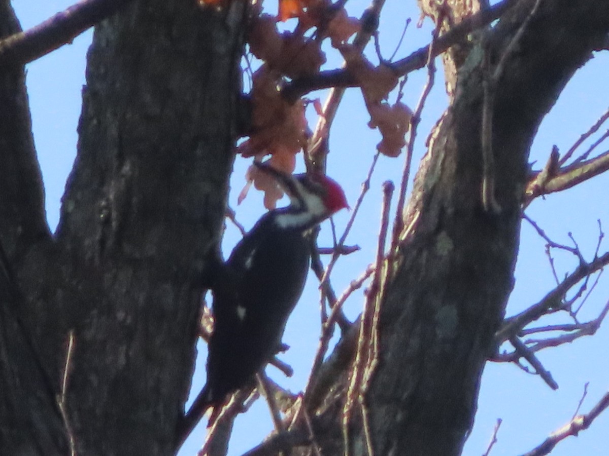 Pileated Woodpecker - ML623954929