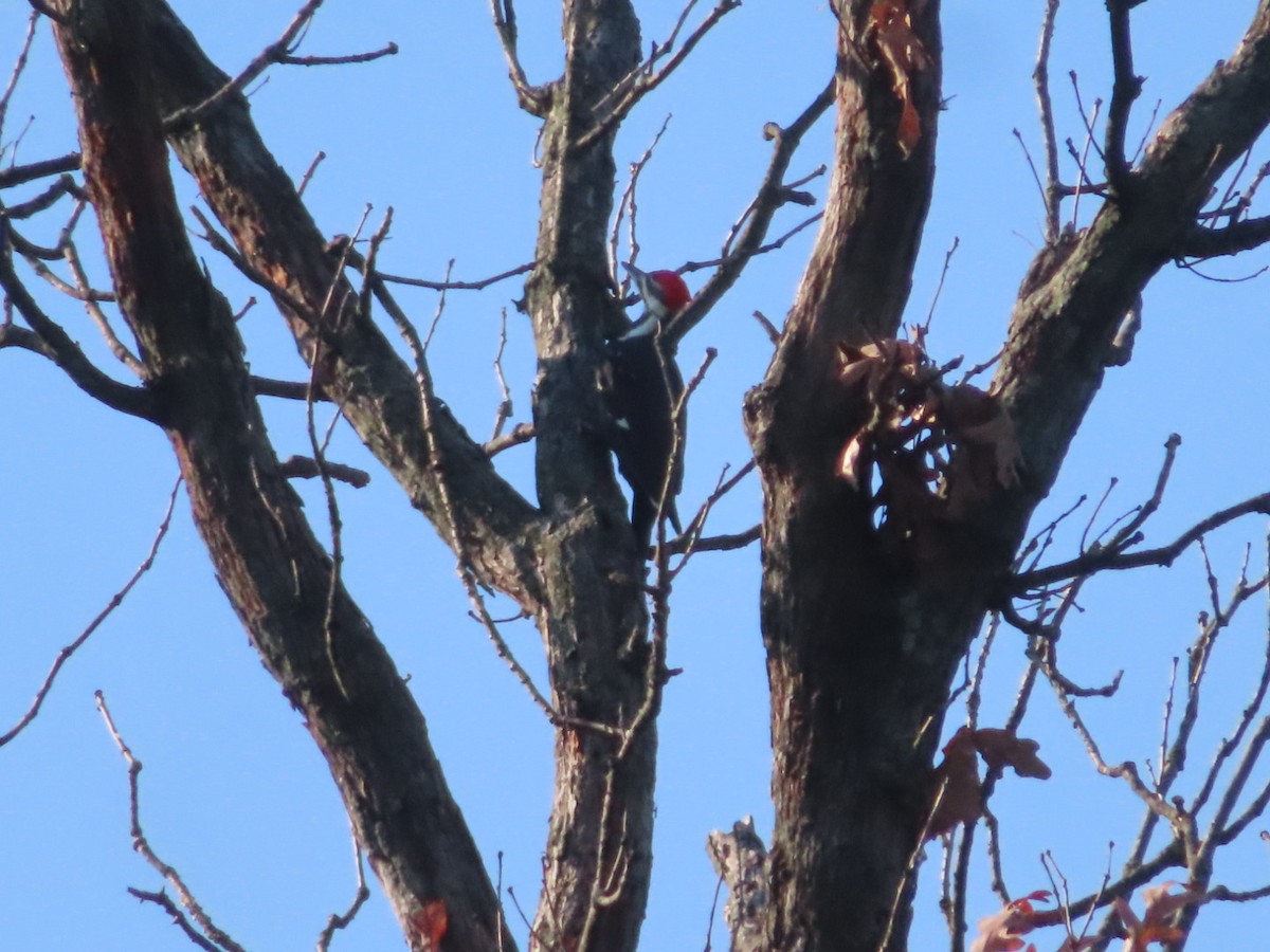 Pileated Woodpecker - ML623954930