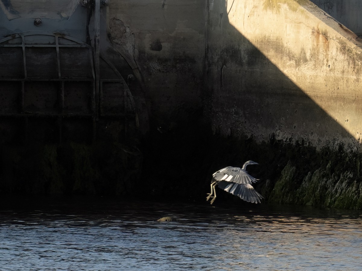 Little Blue Heron - ML623954941