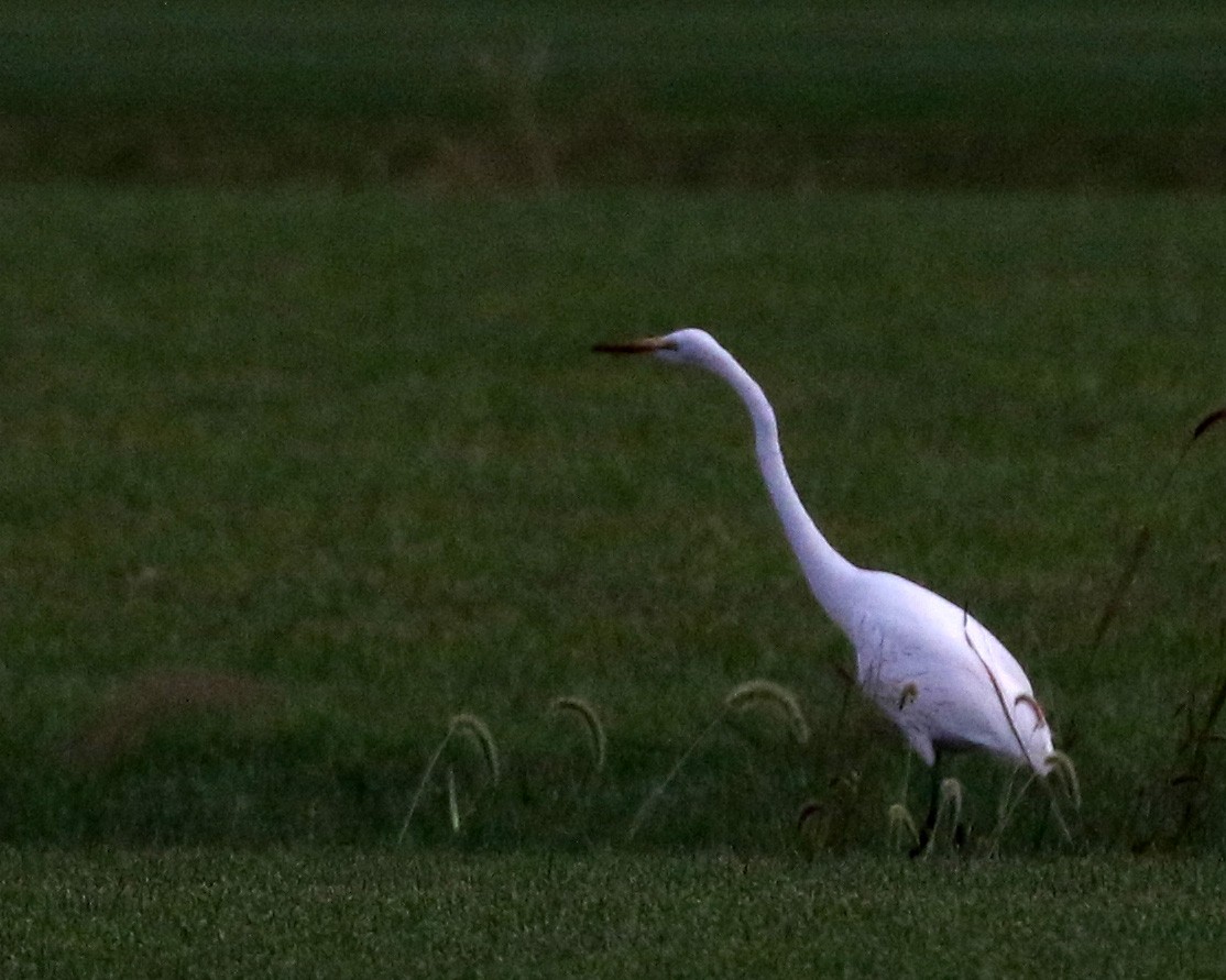 Great Egret - ML623954942