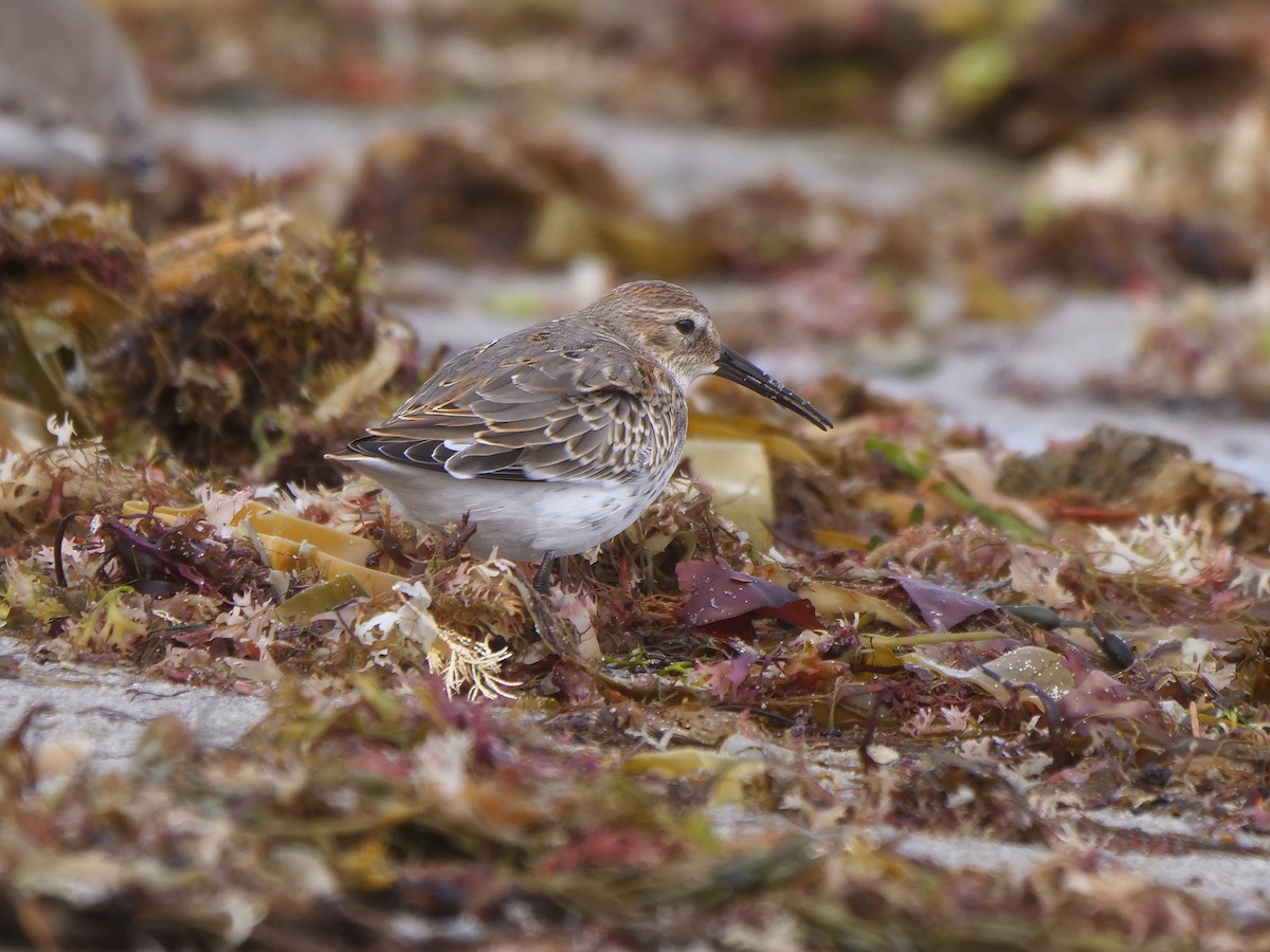 Dunlin - ML623954945