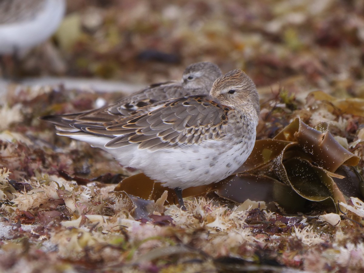 Dunlin - ML623954947