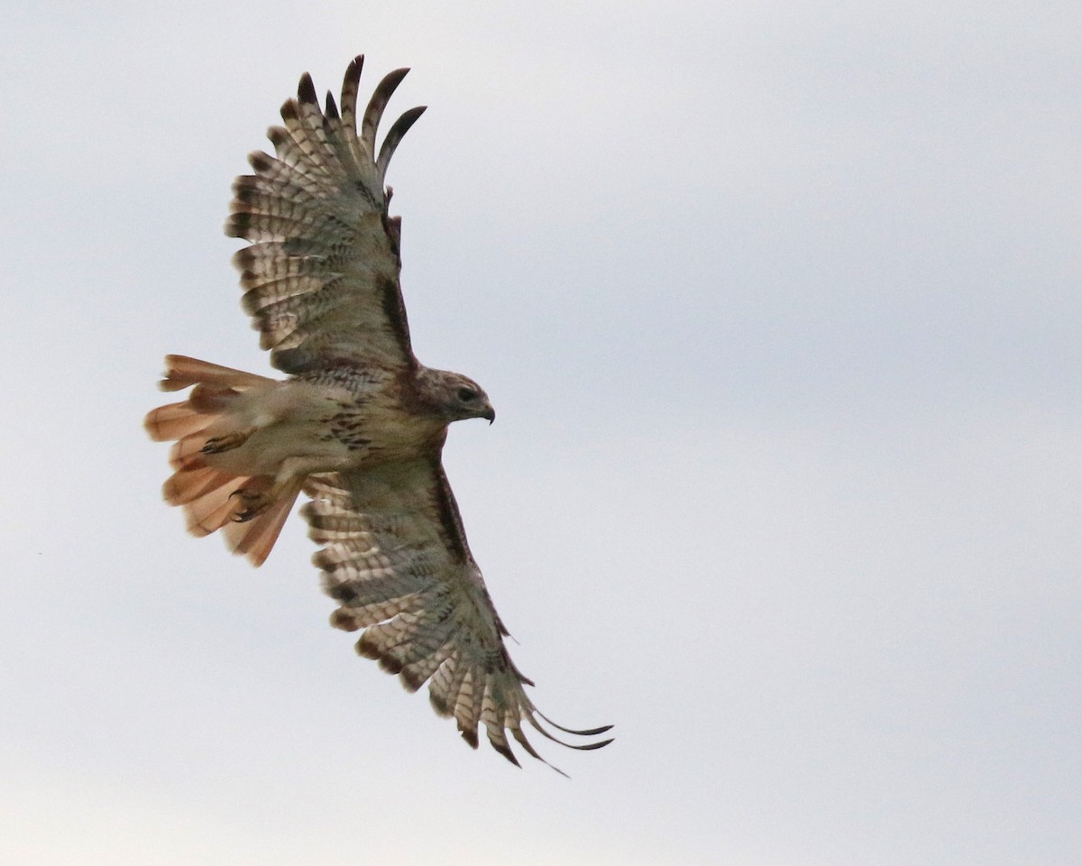 Red-tailed Hawk - ML623954952