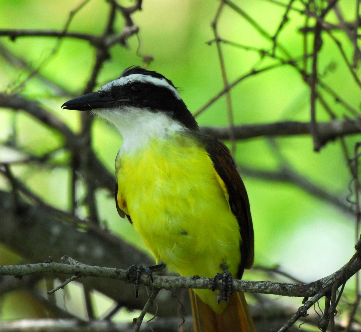 Great Kiskadee - ML623954970