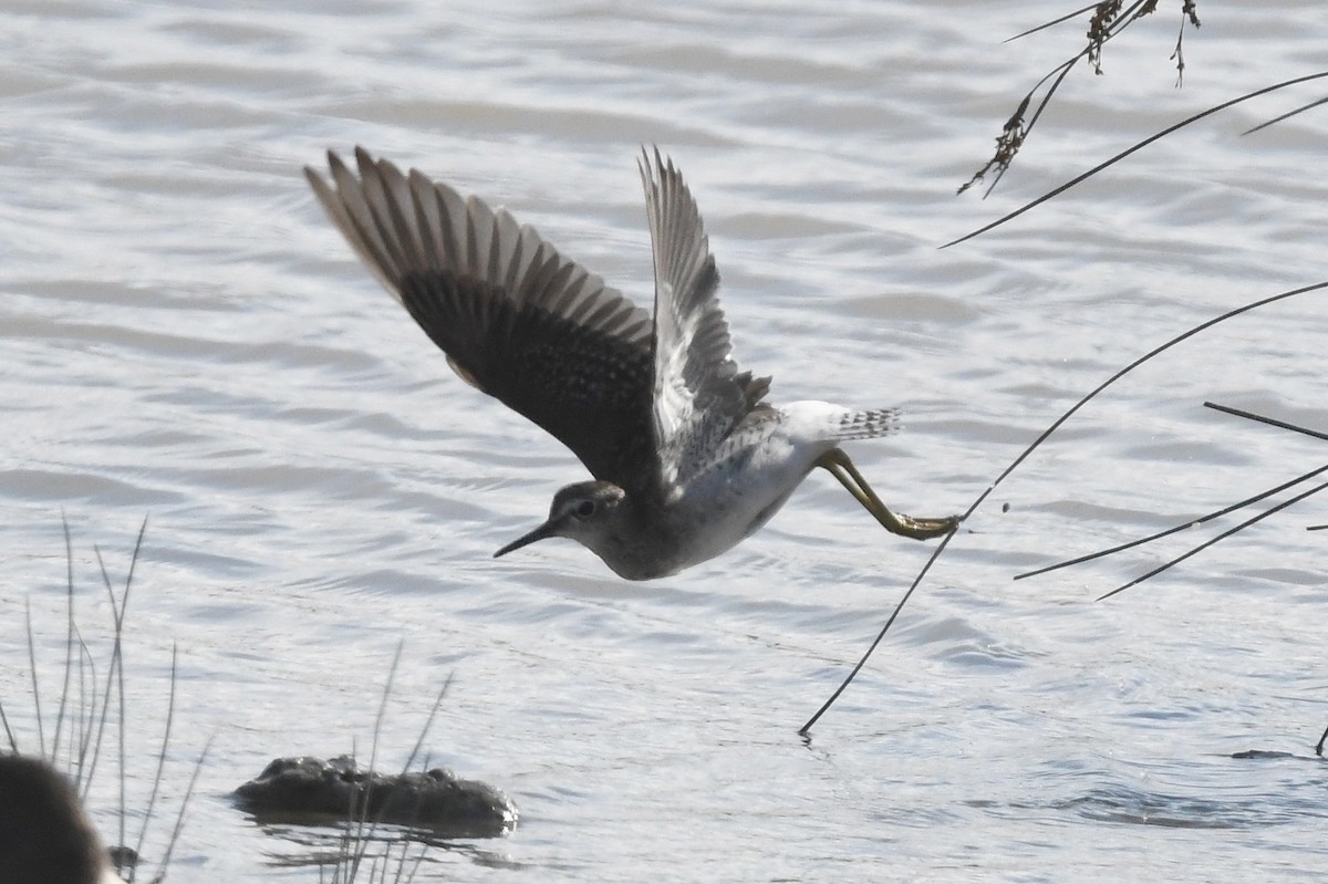 Wood Sandpiper - ML623954991