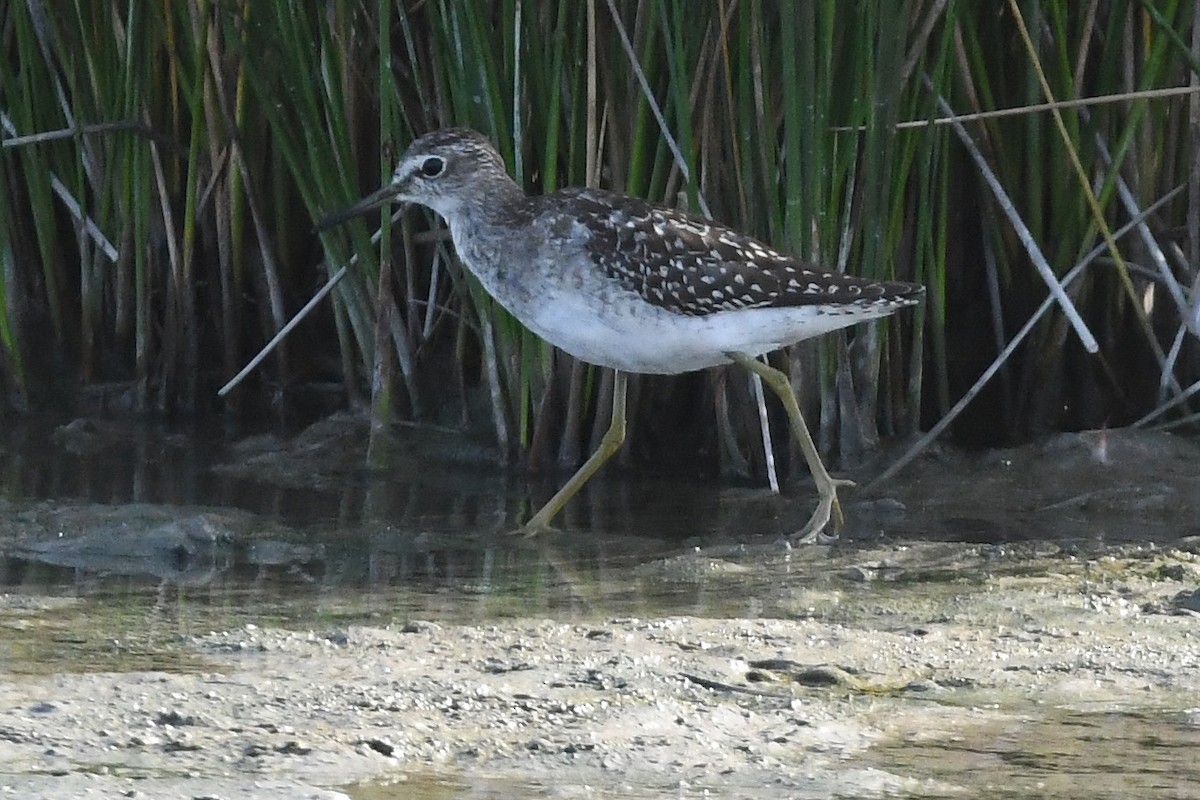 Wood Sandpiper - ML623954992