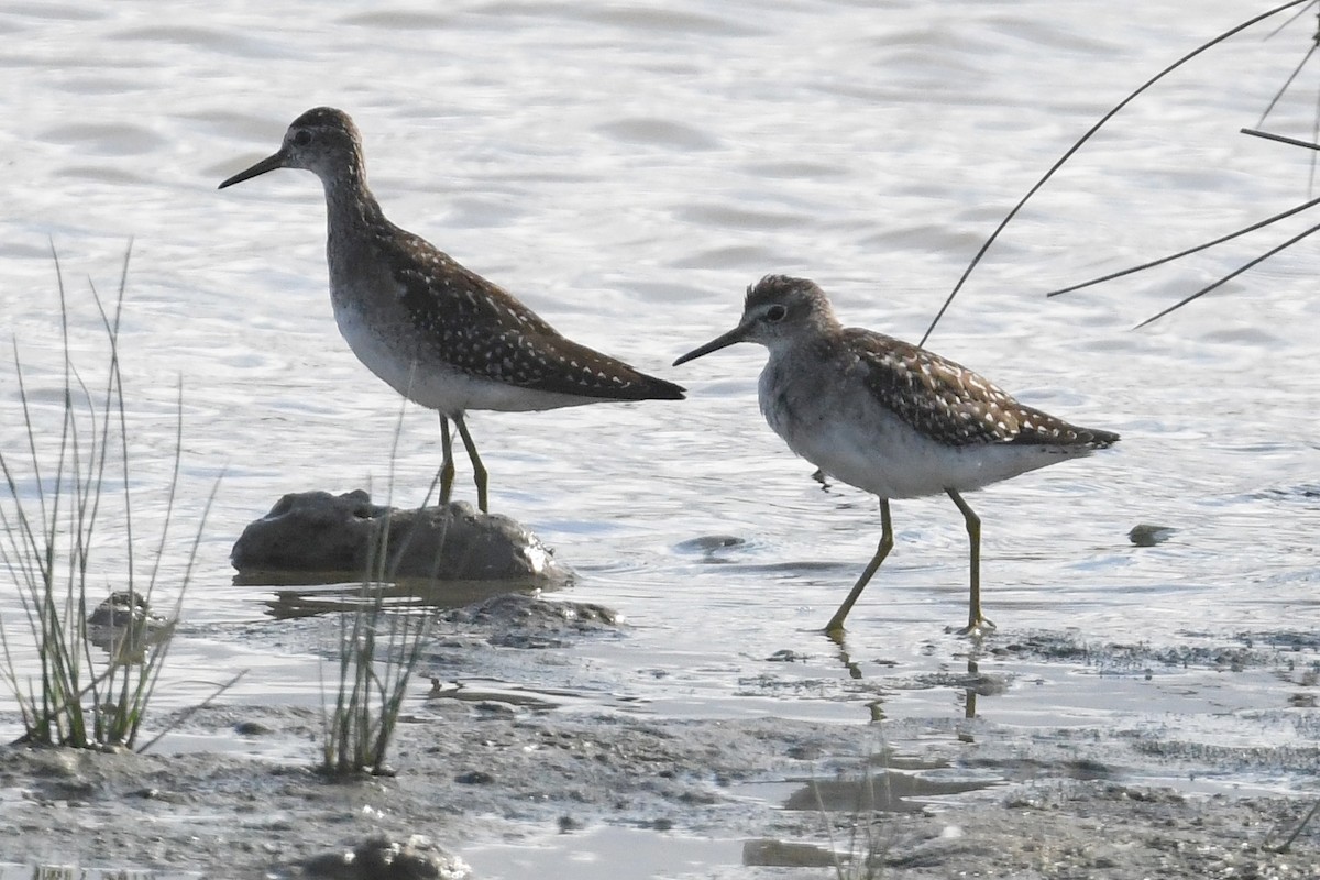 Wood Sandpiper - ML623954997