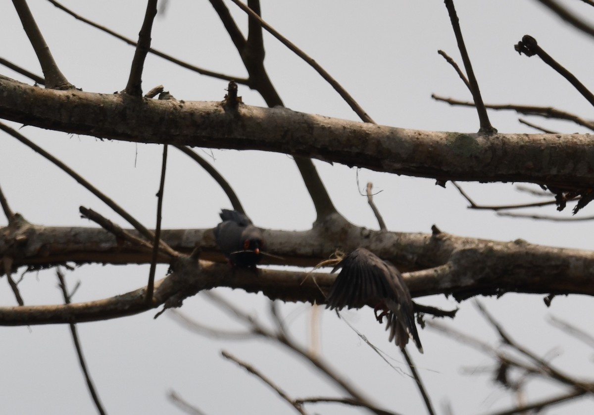 Angola Helmetshrike - ML623954998