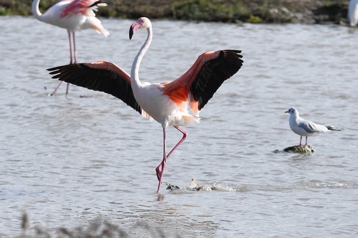 Greater Flamingo - Juan José  Bazan Hiraldo