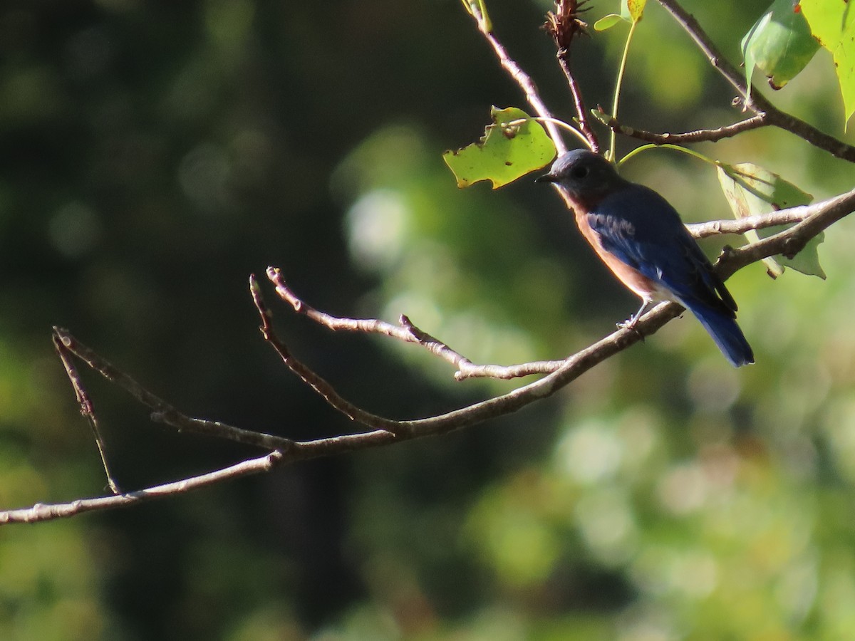 Eastern Bluebird - ML623955006