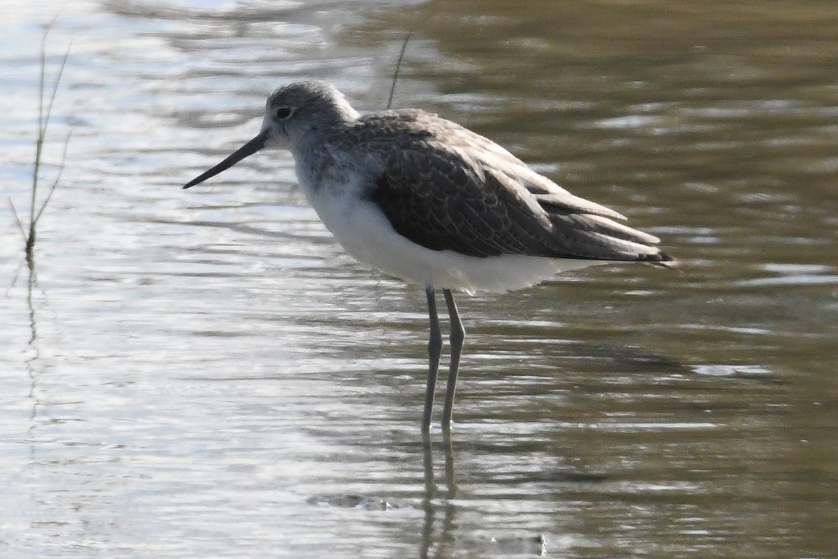 Common Greenshank - ML623955007