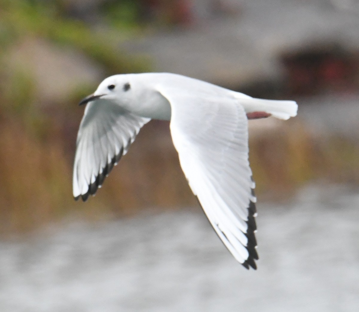 Bonaparte's Gull - ML623955010