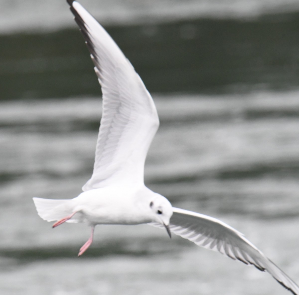 Bonaparte's Gull - ML623955013