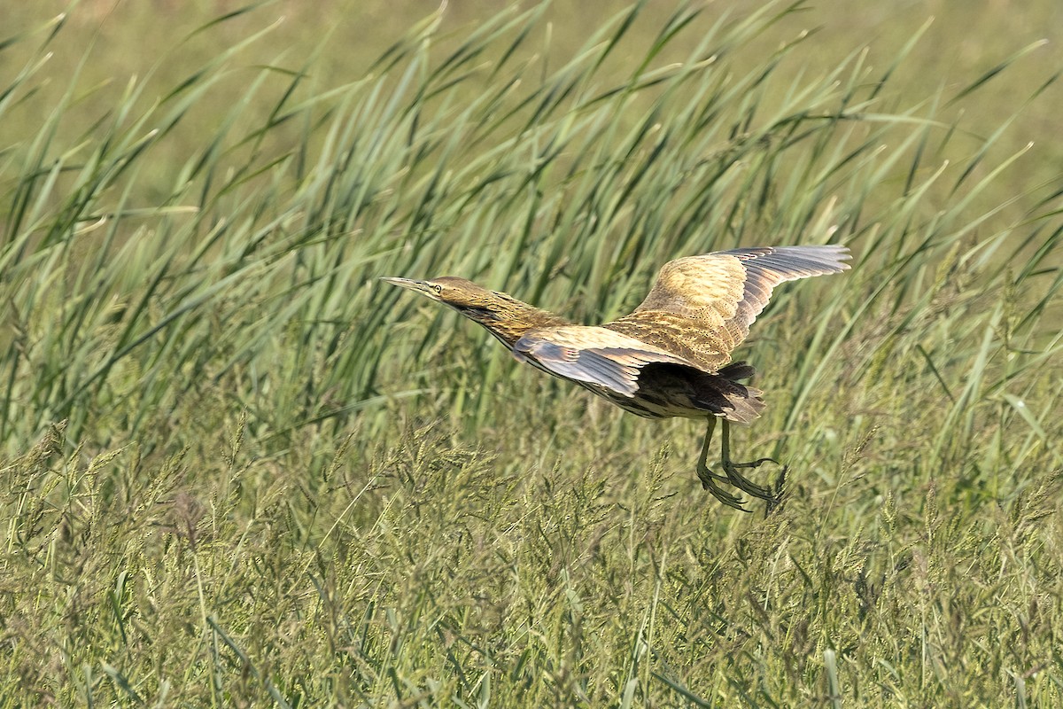 American Bittern - ML623955017