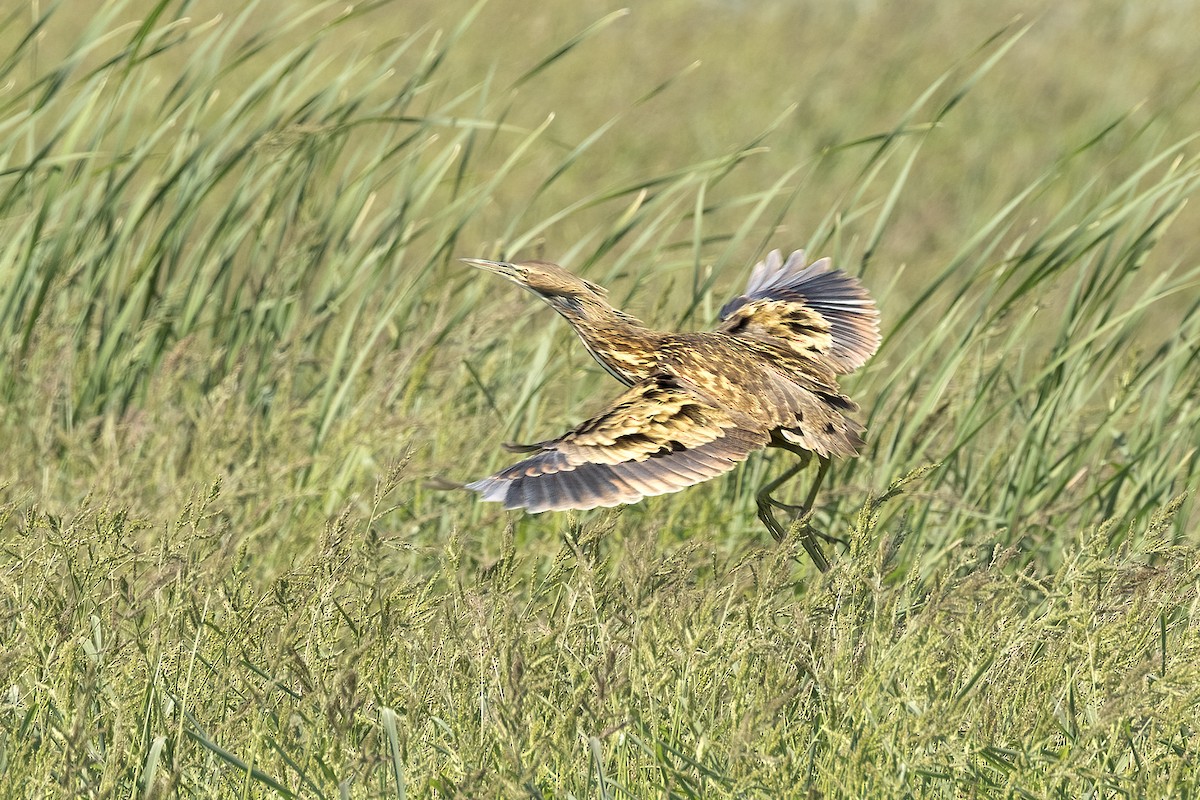 American Bittern - ML623955018