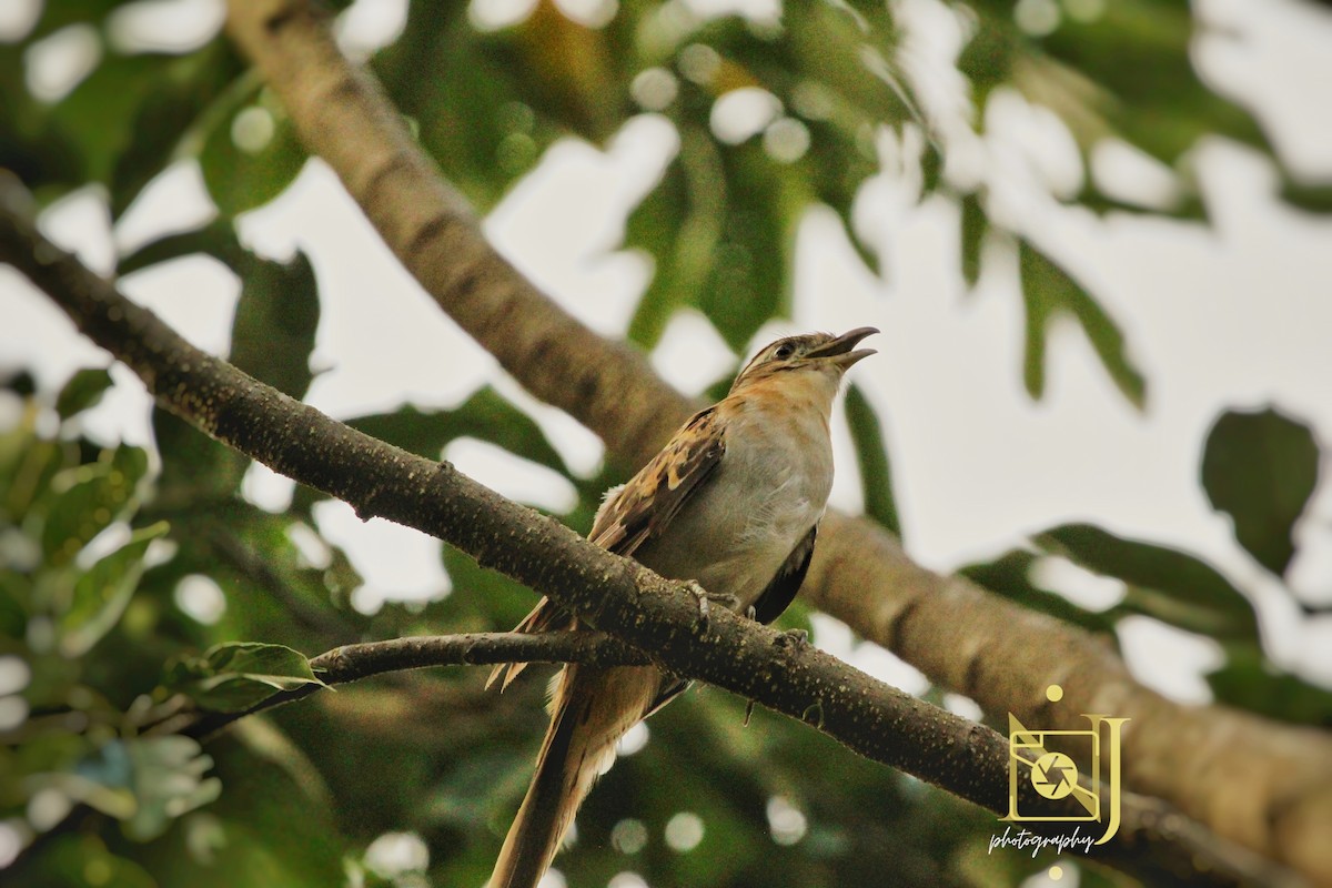 Striped Cuckoo - ML623955025