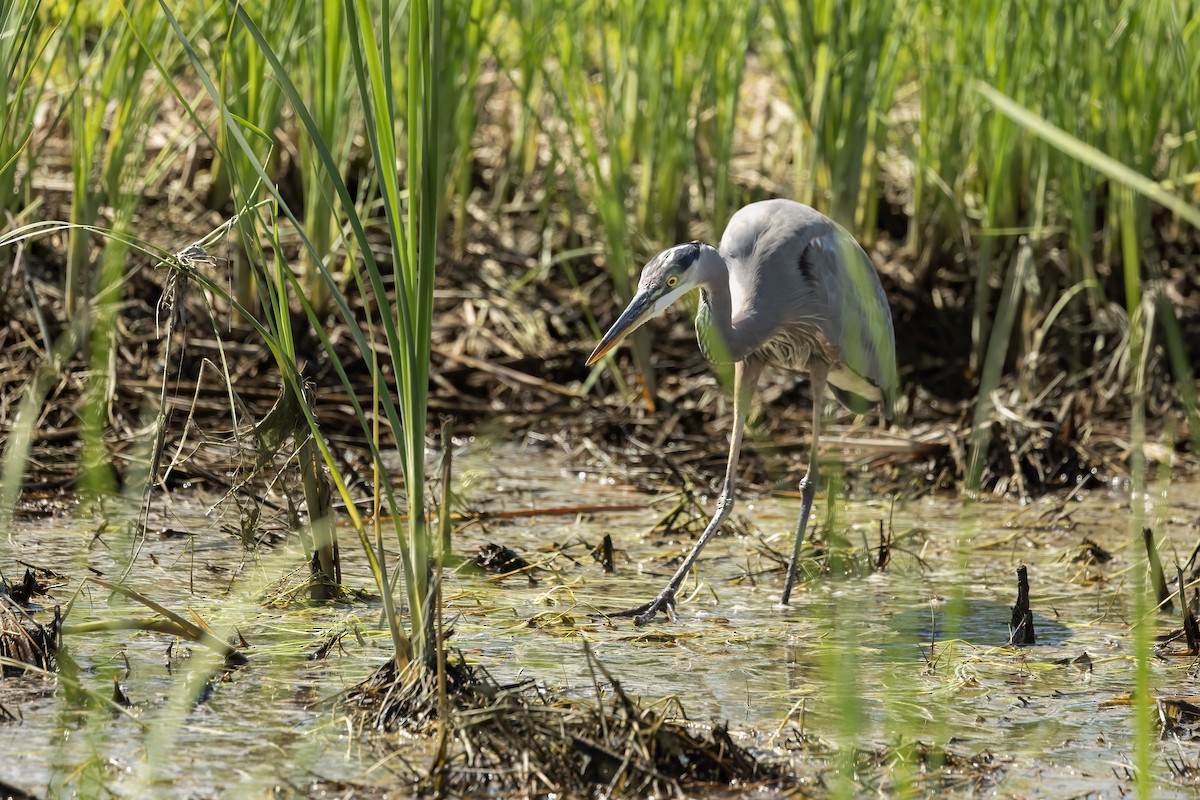 Great Blue Heron - ML623955027