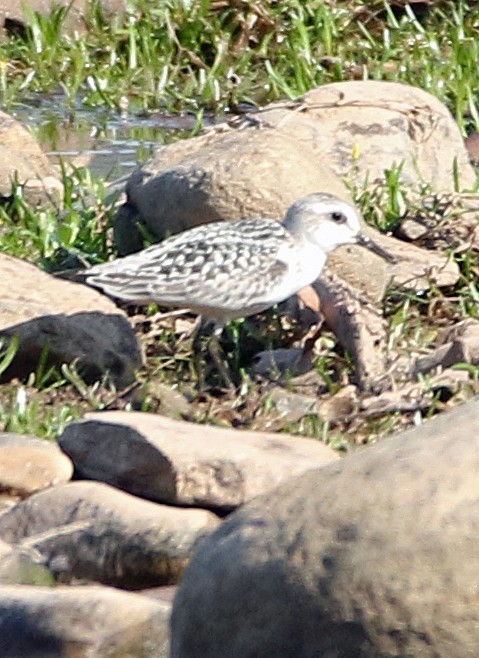 Bécasseau sanderling - ML623955035