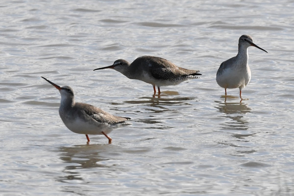 Spotted Redshank - ML623955036