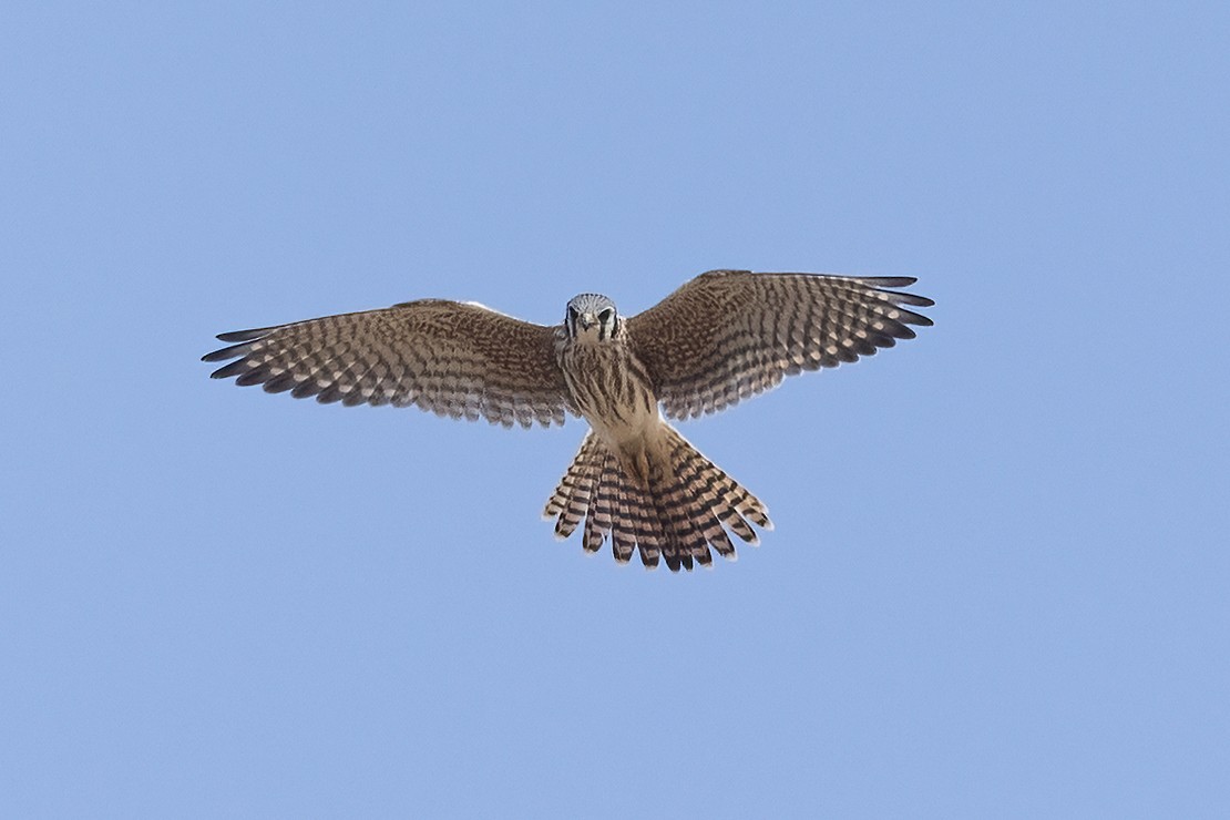 American Kestrel - ML623955037