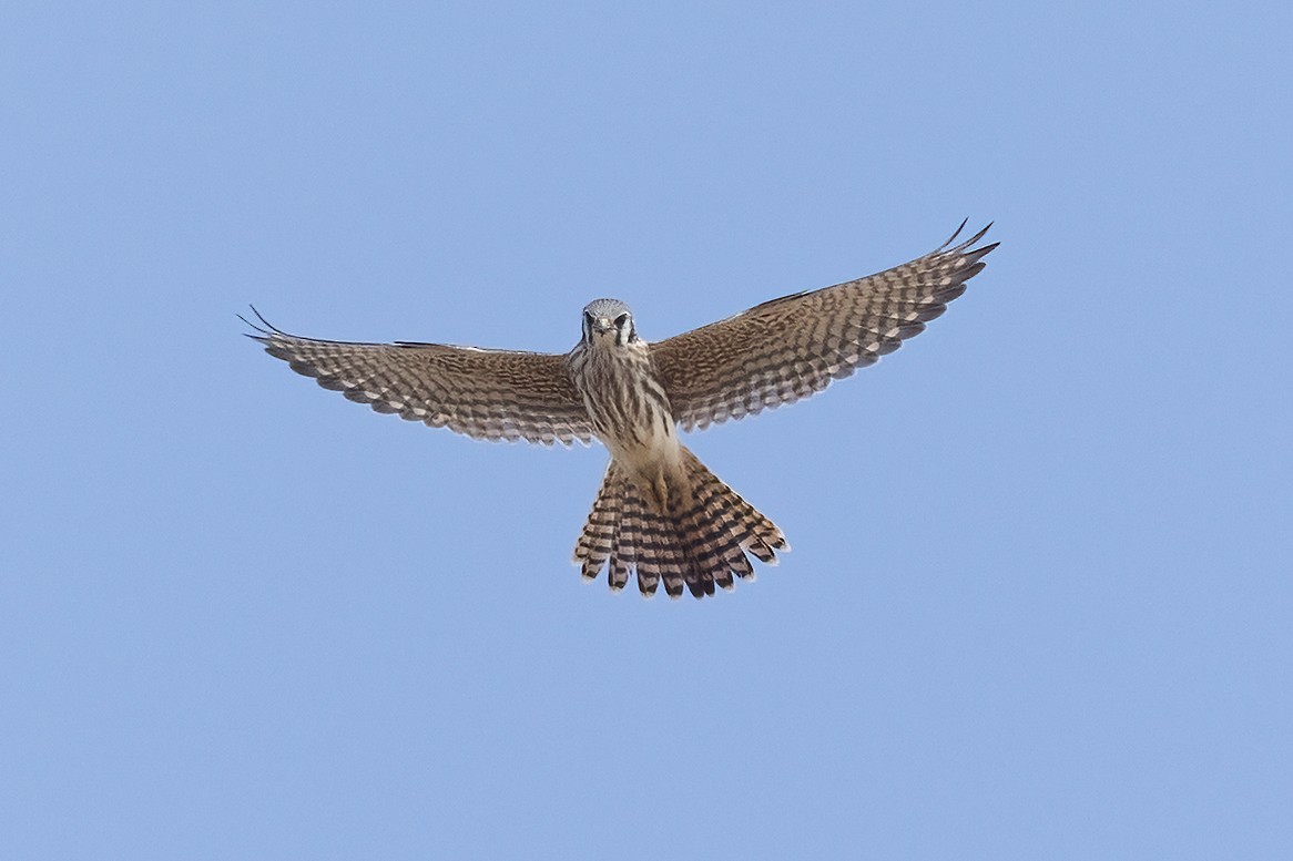 American Kestrel - ML623955038