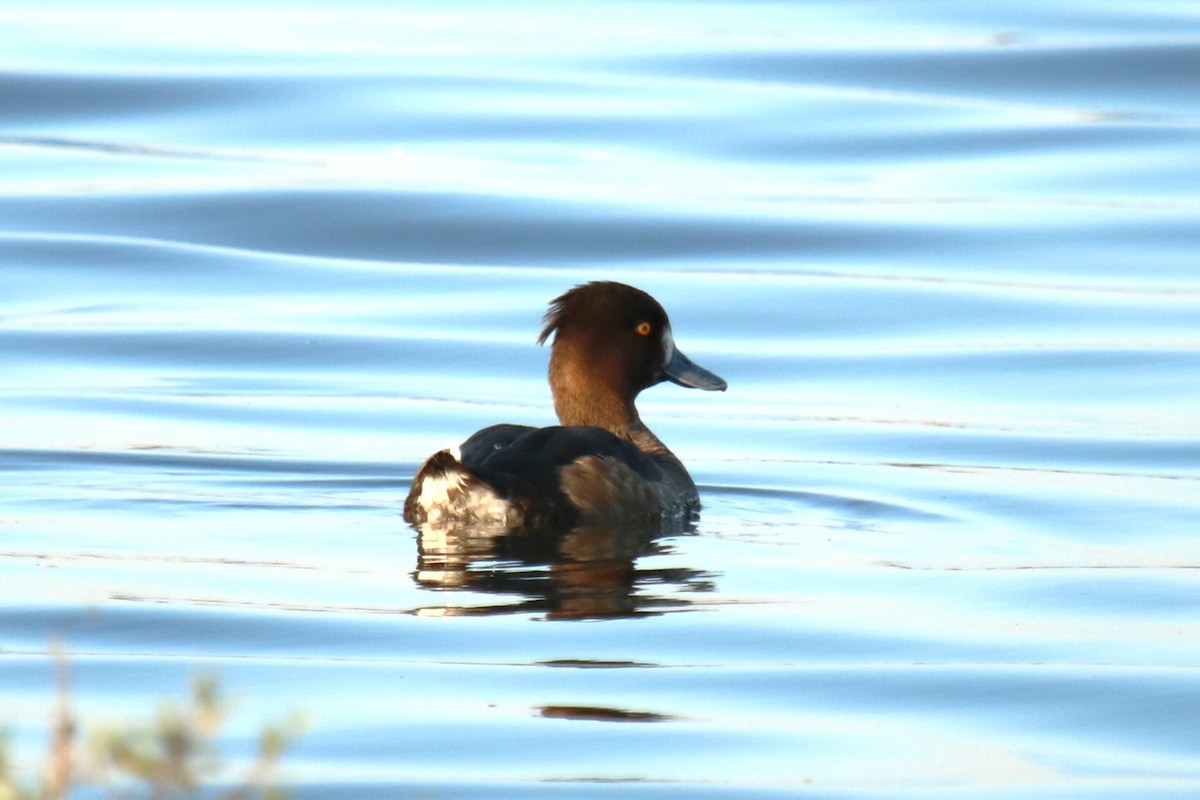 Tufted Duck - ML623955041