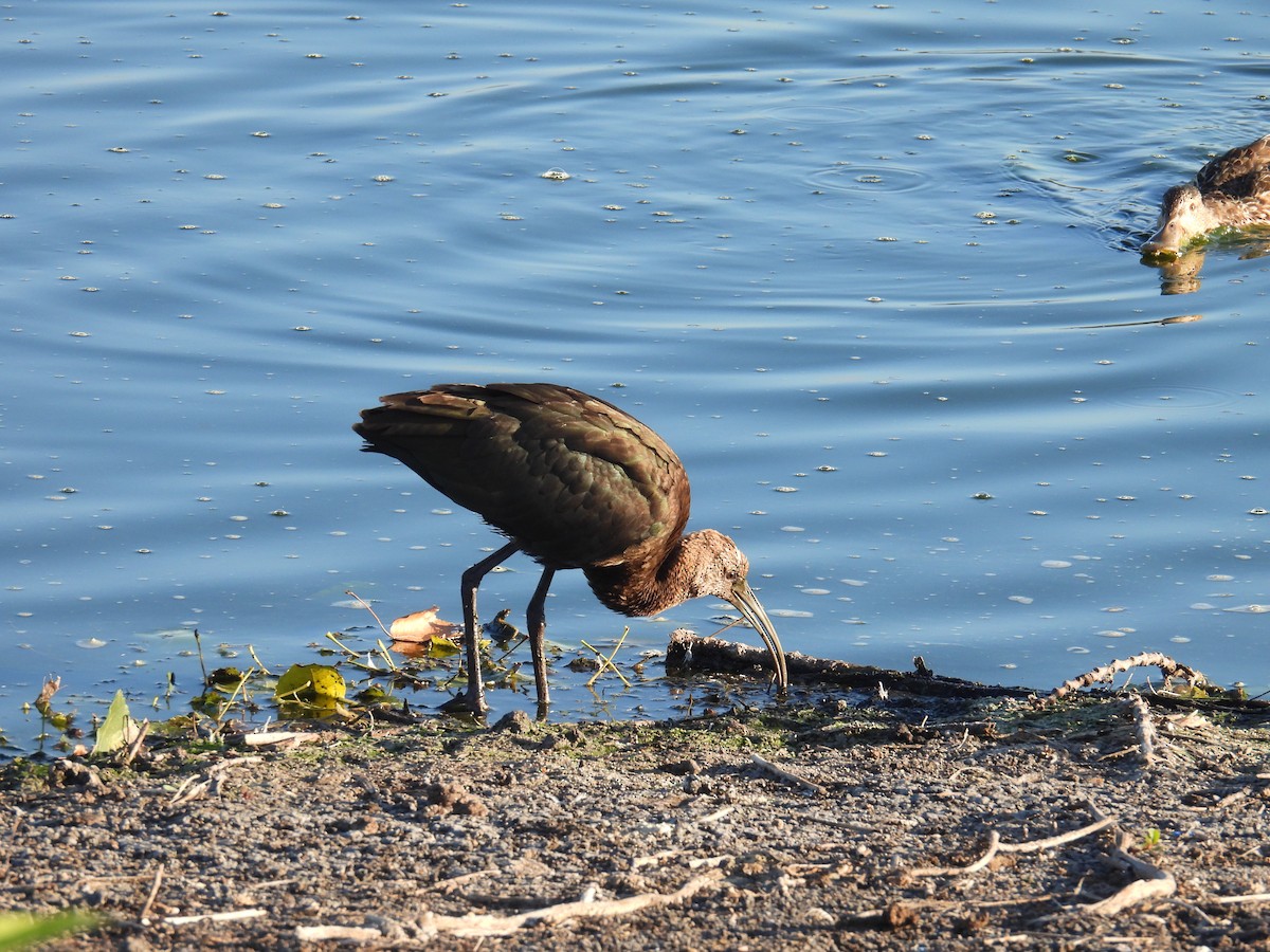 Glossy/White-faced Ibis - ML623955055