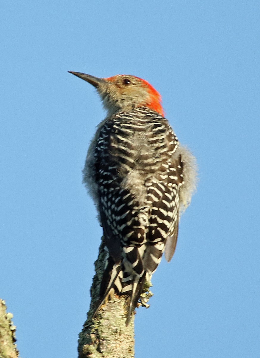 Red-bellied Woodpecker - ML623955071