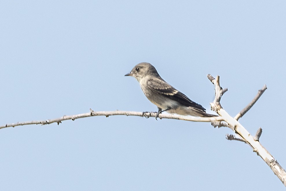 Western Wood-Pewee - ML623955075