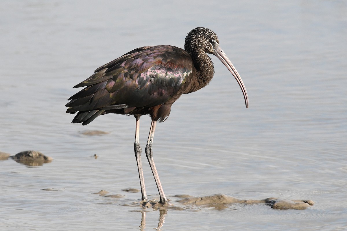 ibis hnědý - ML623955087