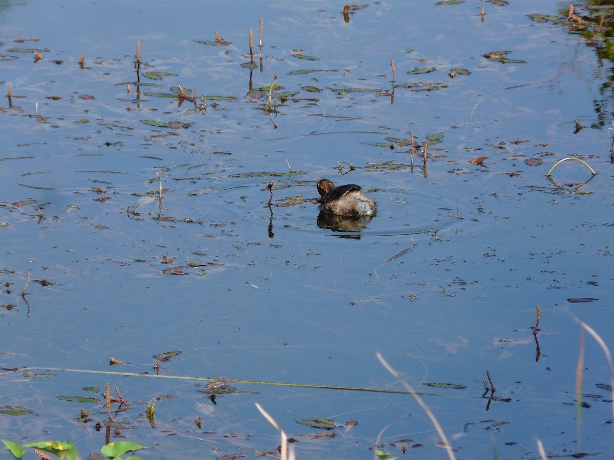 Little Grebe - ML623955098