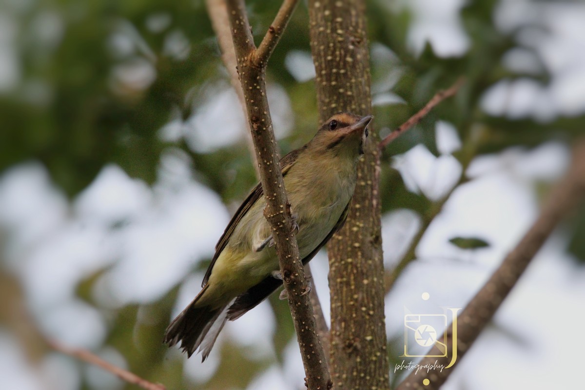 Black-whiskered Vireo - ML623955103