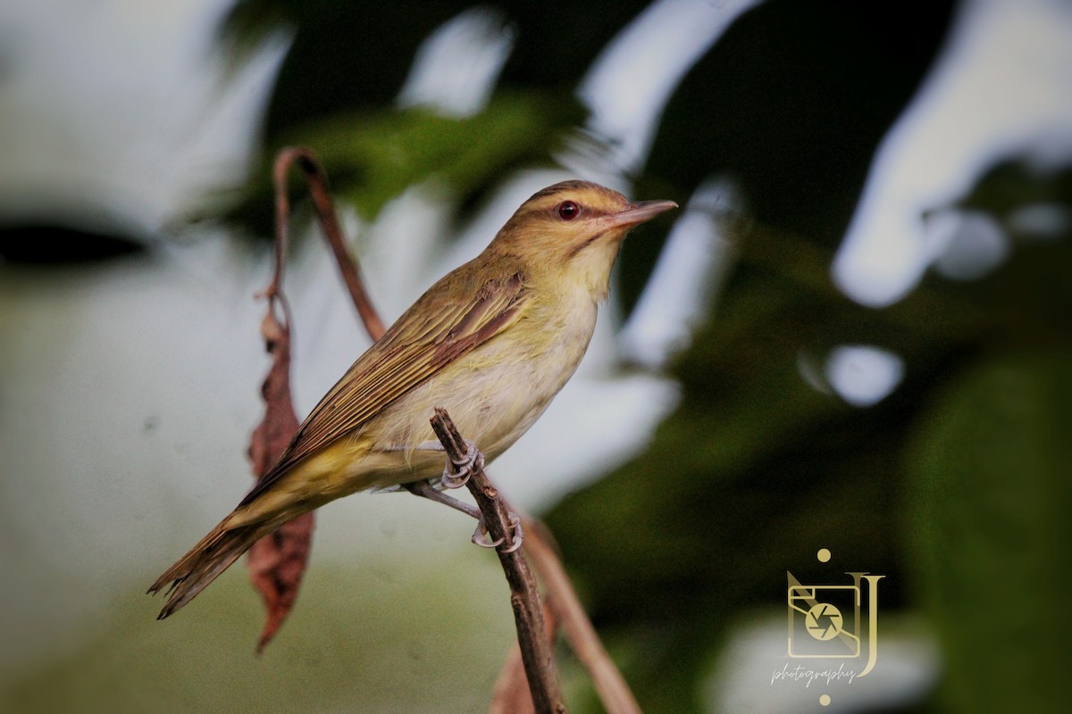 Black-whiskered Vireo - ML623955104