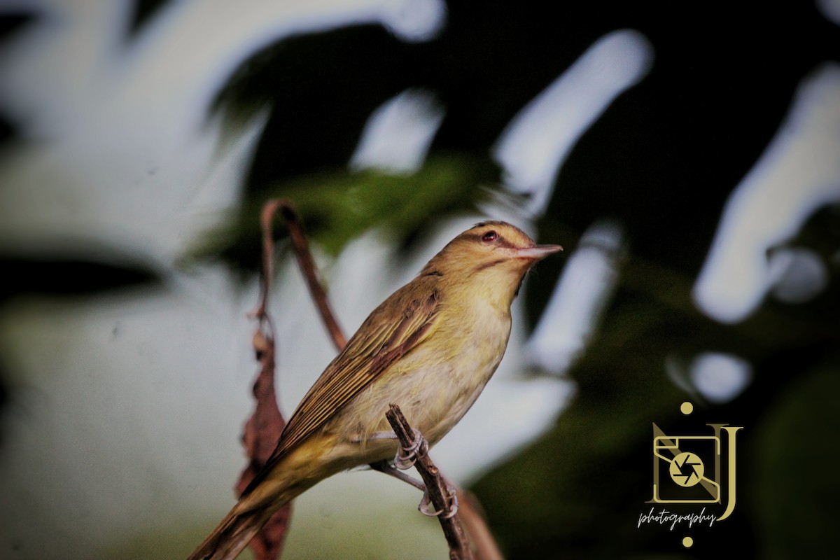 Black-whiskered Vireo - ML623955105