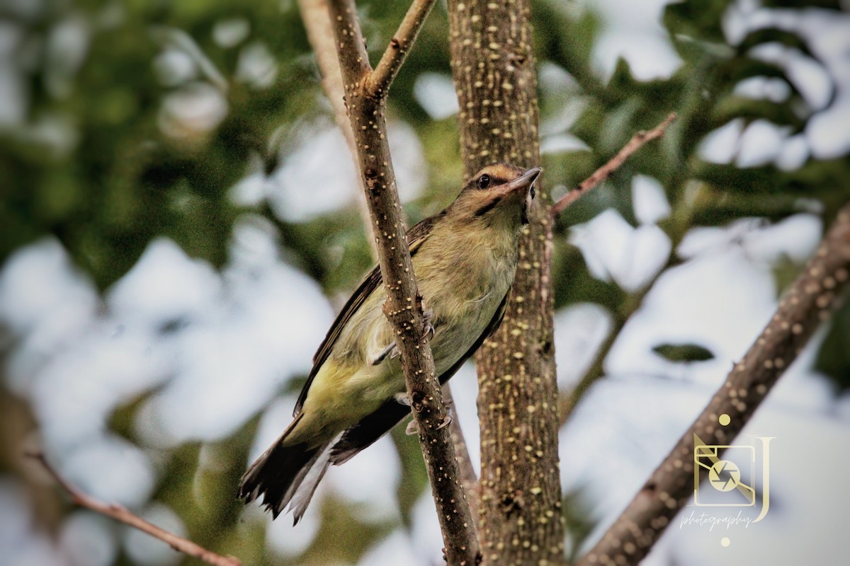 Black-whiskered Vireo - ML623955109