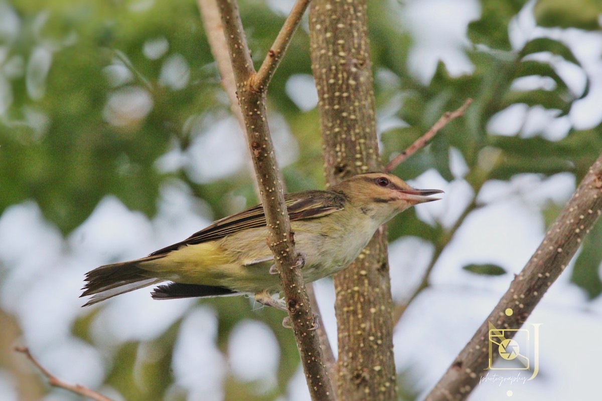 Black-whiskered Vireo - ML623955110