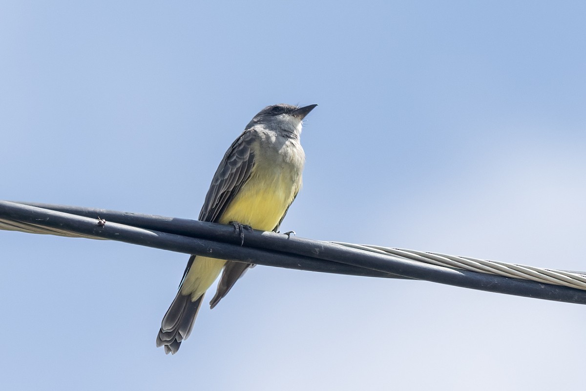 Cassin's Kingbird - ML623955111