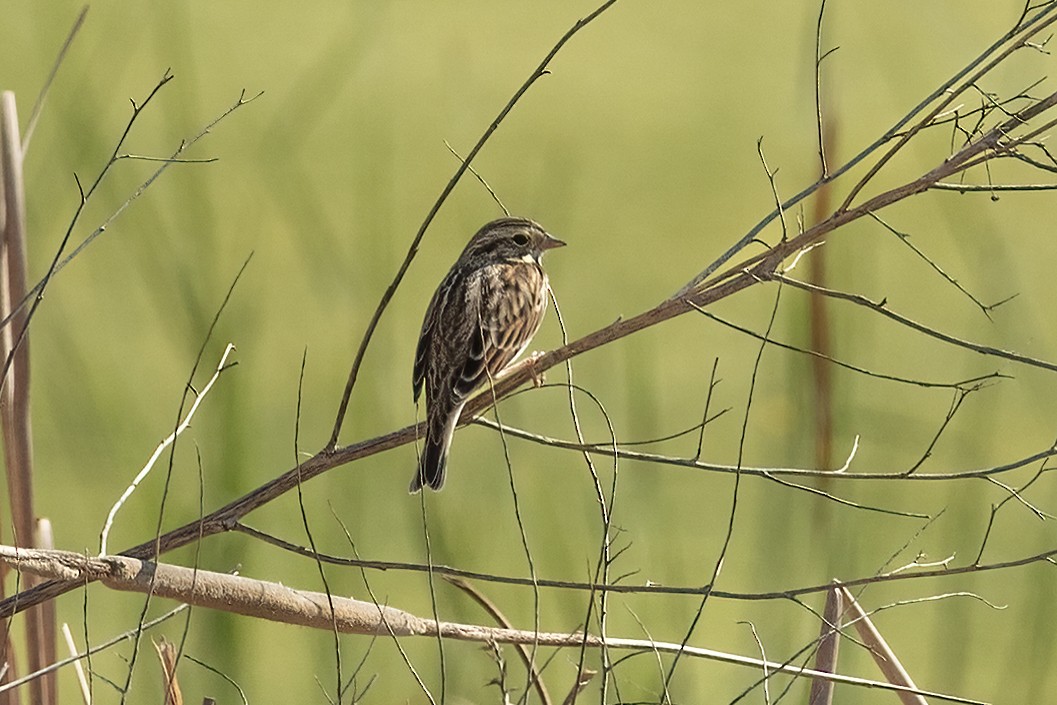 Savannah Sparrow - ML623955129