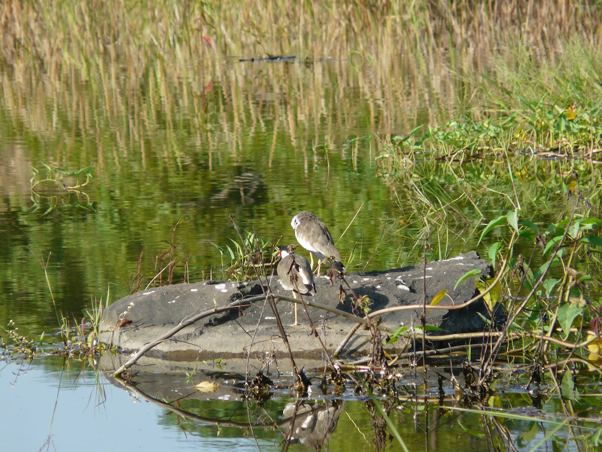 Red-wattled Lapwing - ML623955143