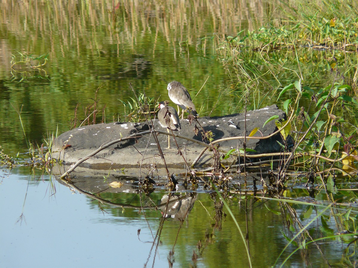 Red-wattled Lapwing - ML623955146