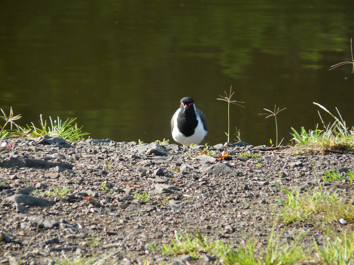 Red-wattled Lapwing - ML623955148